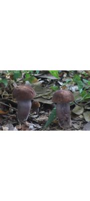 은빛쓴맛그물버섯 (Tylopilus eximius (Peck) Sing.)