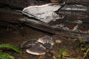 흑말굽버섯(검은잔나비버섯) (Nigrofomes melanoporus (Mont.) Murr.)