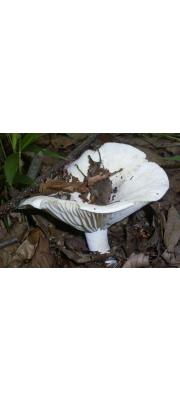 젖버섯아재비(굴털이아재비) (Lactarius subpiperatus Hongo)