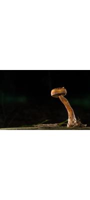 쓴맛그물버섯 (Tylopilus felleus (Bull.) P. Karst.)