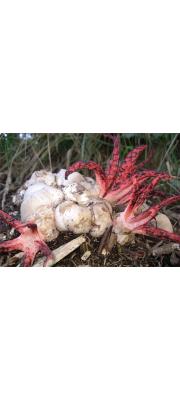 꽃바구니버섯 (Clathrus archeri (Berk.) Dring)