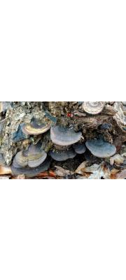 포도색잔나비버섯 (Nigroporus  vinosus (Berk.) Murr.)