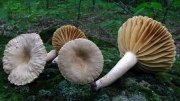 얇은갓젖버섯 (Lactarius subplinthogalus Coker)