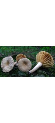 얇은갓젖버섯 (Lactarius subplinthogalus Coker)