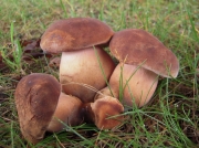 회갈색쓴맛그물버섯(비로드쓴맛그물버섯) (Tylopilus ferrugineus (Frost) Sing.  > Boletus ferrugineus Frost)