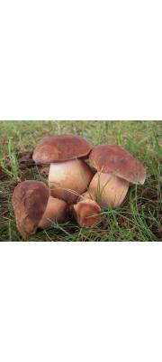 회갈색쓴맛그물버섯(비로드쓴맛그물버섯) (Tylopilus ferrugineus (Frost) Sing.  > Boletus ferrugineus Frost)