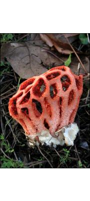 바구니버섯(붉은바구니버섯) (Clathrus ruber Micheli ex Pers.)