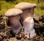 조갑지참버섯 (Panus conchatus (Bull.) Fr.)