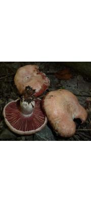 보라젖버섯아재비 (Lactarius subpurpureus Pk.)