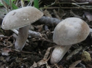 미친쓴맛그물버섯 (Tylopilus fumosipes (Peck) Sm. & Thiers)