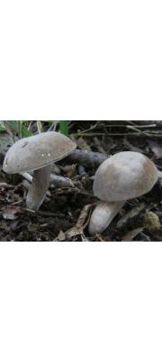 미친쓴맛그물버섯 (Tylopilus fumosipes (Peck) Sm. &amp; Thiers)