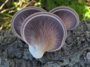 애참버섯 (Panus neostrigosus Drechsler-Santos & Wartchow > Panus rudis Fr.)