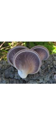 애참버섯 (Panus neostrigosus Drechsler-Santos &amp; Wartchow > Panus rudis Fr.)