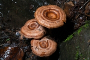 당귀젖버섯 (Lactarius subzonarius Hongo)