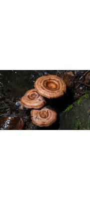 당귀젖버섯 (Lactarius subzonarius Hongo)