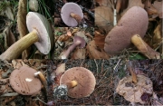 제주쓴맛그물버섯 (Tylopilus neofelleus Hongo)