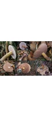 제주쓴맛그물버섯 (Tylopilus neofelleus Hongo)
