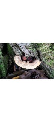 아까시흰구멍버섯(아까시재목버섯) (Perenniporia fraxinea (Bull.) Ryv. > Fomitella fraxinea (Bull.) Imaz.)