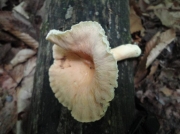 우산주름젖버섯 (Lactarius sumstinei Pk)