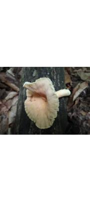우산주름젖버섯 (Lactarius sumstinei Pk)