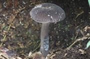 흑자색쓴맛그물버섯 (Tylopilus nigropurpureus (Corner) Hongo  > Boletus nigropurpureus Coner)