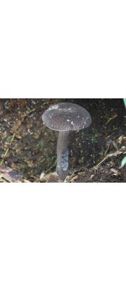 흑자색쓴맛그물버섯 (Tylopilus nigropurpureus (Corner) Hongo  > Boletus nigropurpureus Coner)