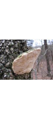 물푸레흰구멍버섯 (Perenniporia fraxinophila (Pk.) Ryv.)