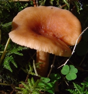 황변젖버섯 (Lactarius tabidus Fr.)