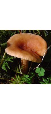 황변젖버섯 (Lactarius tabidus Fr.)