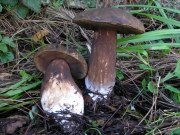 진갈색쓴맛그물버섯(미친그물버섯, 보라포자쓴맛그물버섯) (Tylopilus porphyrosporus (Fr. & Hök) A.H. Sm. & Thiers  > Porphyrellus pseudoscaber Secr. ex Singer)