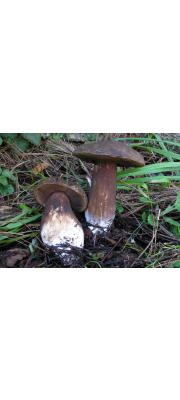 진갈색쓴맛그물버섯(미친그물버섯, 보라포자쓴맛그물버섯) (Tylopilus porphyrosporus (Fr. &amp; Hök) A.H. Sm. &amp; Thiers  > Porphyrellus pseudoscaber Secr. ex Singer)