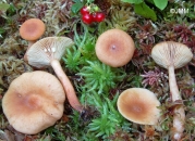 갈황색젖버섯 (Lactarius theiogalus (Fr.) S.F. Gray)
