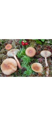 갈황색젖버섯 (Lactarius theiogalus (Fr.) S.F. Gray)