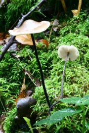 말총굳은대버섯(마늘버섯, 굵은말총낙엽버섯) (Mycetinis alliaceus (Jacq.) Earle ex Wilson & Desjardin  > Marasmius alliaceus (Jacq.) Fr.)