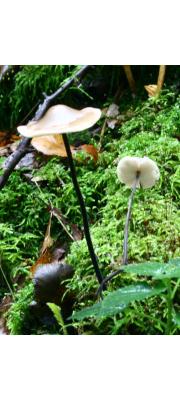 말총굳은대버섯(마늘버섯, 굵은말총낙엽버섯) (Mycetinis alliaceus (Jacq.) Earle ex Wilson &amp; Desjardin  > Marasmius alliaceus (Jacq.) Fr.)