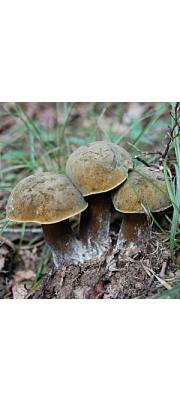 큰구멍쓴맛그물버섯 (Tylopilus rigens Hongo)