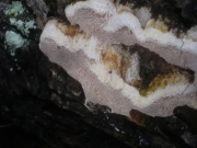 흰구멍버섯 (Perenniporia medulla-panis (Jacq.) Donk)