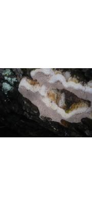 흰구멍버섯 (Perenniporia medulla-panis (Jacq.) Donk)