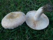 테두리털젖버섯 (Lactarius tomentosomarginatus Hesler & A.H. Sm.)
