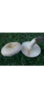 테두리털젖버섯 (Lactarius tomentosomarginatus Hesler &amp; A.H. Sm.)