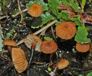 갈색굳은대버섯(크림갈색낙엽버섯) (Mycetinis epidryas (Kühn.) Ant. & Noordel  > Marasmius epidryas Kühn.)