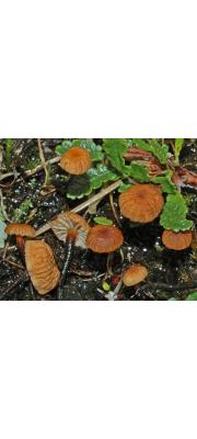 갈색굳은대버섯(크림갈색낙엽버섯) (Mycetinis epidryas (Kühn.) Ant. &amp; Noordel  > Marasmius epidryas Kühn.)