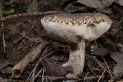 흰그물쓴맛그물버섯 (Tylopilus valens (Corner) Hongo & Nagasawa)