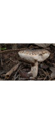 흰그물쓴맛그물버섯 (Tylopilus valens (Corner) Hongo &amp; Nagasawa)