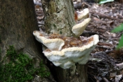 밀납흰구멍버섯 (Perenniporia minutissima (Yasuda) Hatt. & Ryv.)