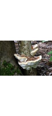 밀납흰구멍버섯 (Perenniporia minutissima (Yasuda) Hatt. &amp; Ryv.)