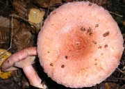 큰붉은젖버섯(염소털젖버섯) (Lactarius torminosus (Schaeff.) Gray > Lactarius cilicioides (Fr.) Fr.)