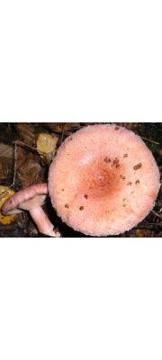 큰붉은젖버섯(염소털젖버섯) (Lactarius torminosus (Schaeff.) Gray > Lactarius cilicioides (Fr.) Fr.)