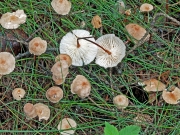 마늘굳은대버섯(향마늘버섯, 마늘낙엽버섯) (Mycetinis scorodonius (Fr.) A.W. Wilson & Desj.  > Marasmius scorodonius (Fr.) Fr.)