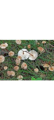 마늘굳은대버섯(향마늘버섯, 마늘낙엽버섯) (Mycetinis scorodonius (Fr.) A.W. Wilson &amp; Desj.  > Marasmius scorodonius (Fr.) Fr.)